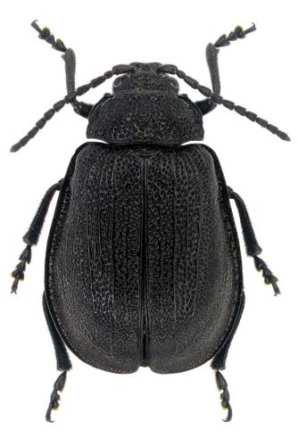 Galeruca pomonae